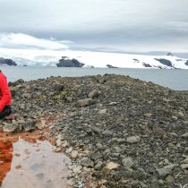Investigadores estudian diversidad microbiana de suelos antárticos