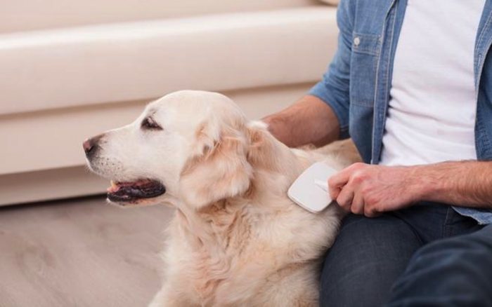 Ayude a su perro en la muda de pelo otoñal Ayude a su perro en la muda de pelo otoñal