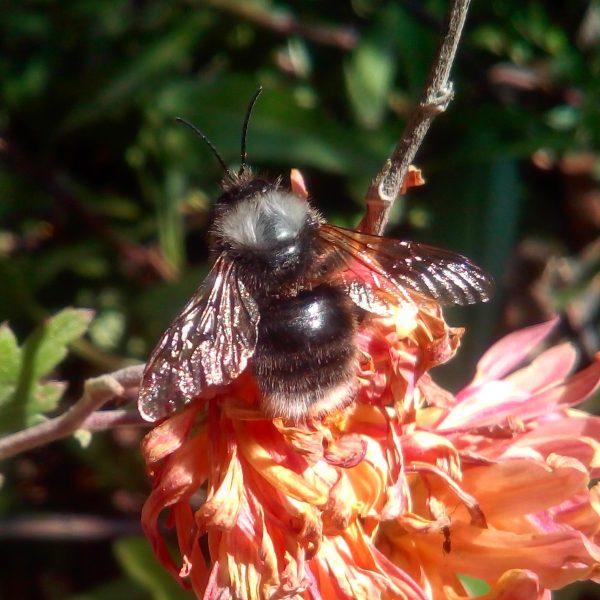 El apocalipsis de las abejas a manos de una abeja… exótica El apocalipsis de las abejas a manos de una abeja... exótica