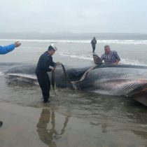 Ballena varada en playa de Tongoy muere pese a intentos por salvarla