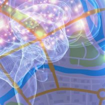 Neurociencias: depresión podría afectar oscilación cerebral que actúa como GPS interno