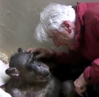 El emocionante reencuentro entre chimpancé anciana y su primer cuidador El emocionante reencuentro entre chimpancé anciana y su primer cuidador