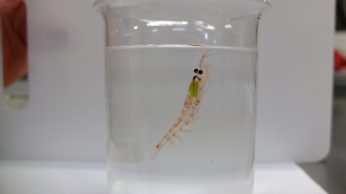 La bitácora del doctor Höfer: el kril nos mantiene en vela, toda sea por la investigación La bitácora del doctor Höfer: el kril nos mantiene en vela, toda sea por la investigación