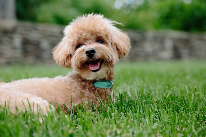 La modificación del Minvu que impide prohibir tenencia de mascotas en edificios La modificación del Minvu que impide prohibir tenencia de mascotas en edificios