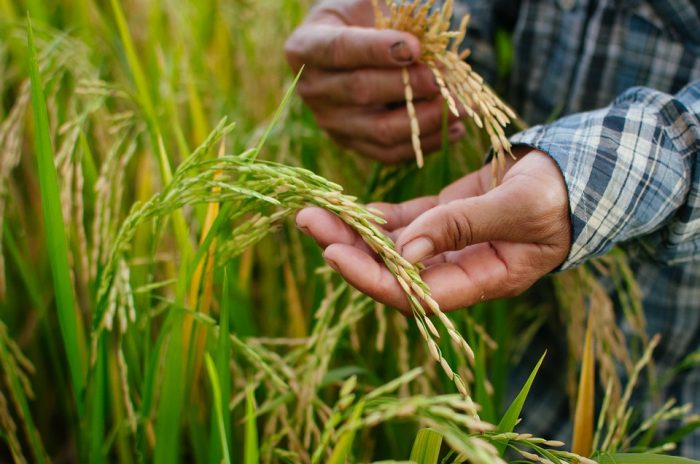 La Ruta de Arroz destacó lo mejor del cereal nacional La Ruta de Arroz destacó lo mejor del cereal nacional
