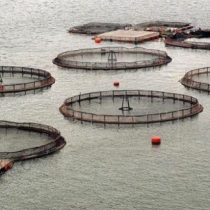 Salmonicultura sin fiscalización: una normativa para el segundo producto más exportado de Chile