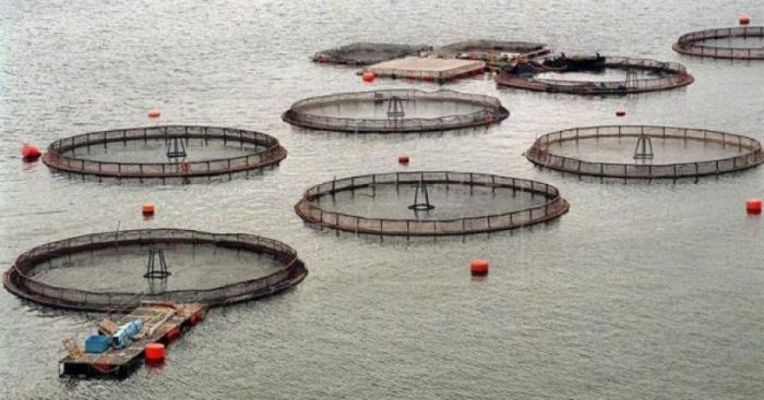 Gobierno anuncia mayor fiscalización a industria salmonera tras informe sobre seguridad Gobierno anuncia mayor fiscalización a industria salmonera tras informe sobre seguridad