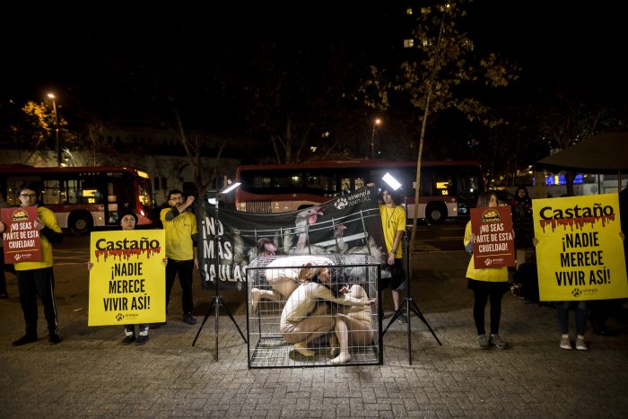 Animalistas protestan contra conocida panadería: piden no usar huevos de gallinas enjauladas Animalistas protestan contra conocida panadería: piden no usar huevos de gallinas enjauladas