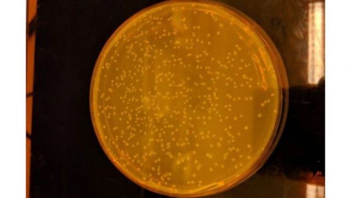 Cómo es el primer organismo vivo del mundo creado por científicos con un código ADN completamente sintético Cómo es el primer organismo vivo del mundo creado por científicos con un código ADN completamente sintético
