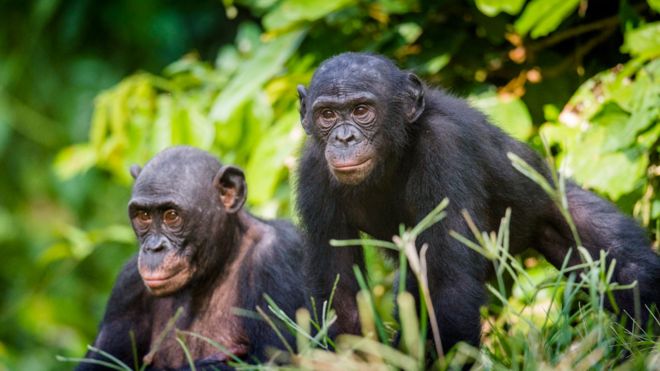 Bonobos, la especie en la que las madres controlan el comportamiento sexual de sus hijos varones Bonobos, la especie en la que las madres controlan el comportamiento sexual de sus hijos varones