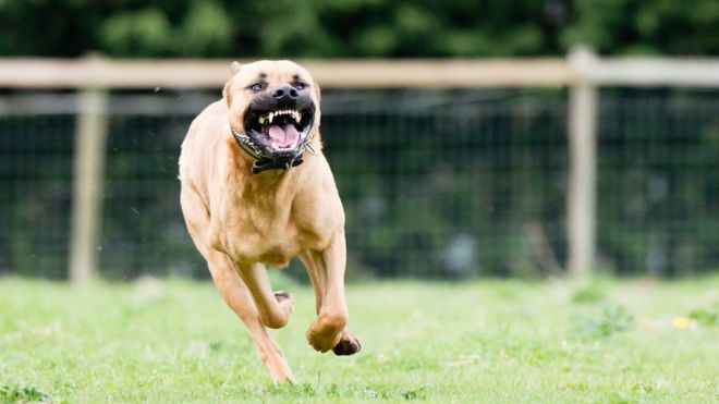 Cuáles son los perros más peligrosos para los niños Cuáles son los perros más peligrosos para los niños