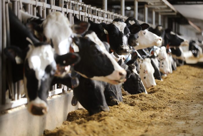 Uruguay apuesta por la leche de vaca pese a las nuevas tendencias vegetales Uruguay apuesta por la leche de vaca pese a las nuevas tendencias vegetales