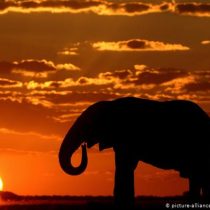 Botsuana levanta la prohibición de cazar elefantes