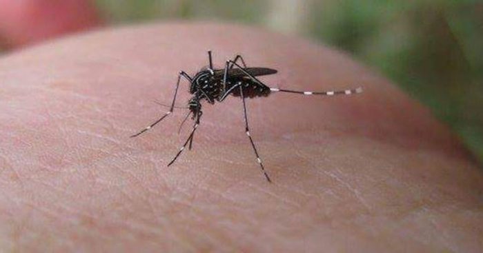 Infectólogo advierte: “Es muy probable que el mosquito Aedes aegypti se vuelva endémico en el Norte de Chile” Infectólogo advierte: “Es muy probable que el mosquito Aedes aegypti se vuelva endémico en el Norte de Chile”