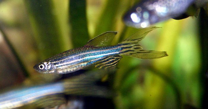 Científicos chileno y austriaco investigan con peces cebra cómo se construyen las estructuras del organismo humano Científicos chileno y austriaco investigan con peces cebra cómo se construyen las estructuras del organismo humano
