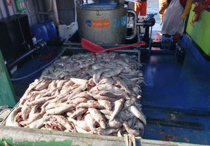 Hasta salmones amarrados a estructuras: Sernapesca fiscalizó a salmonera por manejos indebidos Hasta salmones amarrados a estructuras: Sernapesca fiscalizó a salmonera por manejos indebidos