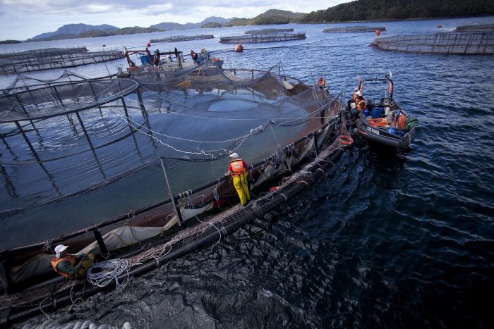 Estado salmonero: el documental que denuncia los efectos de la salmonicultura en Chile y el mundo Estado salmonero: el documental que denuncia los efectos de la salmonicultura en Chile y el mundo