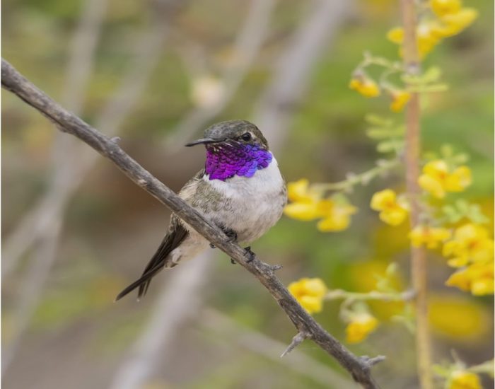 Lanzan Plan “Últimos Refugios” tras crear área protegida para la conservación del picaflor de Arica Lanzan Plan “Últimos Refugios” tras crear área protegida para la conservación del picaflor de Arica