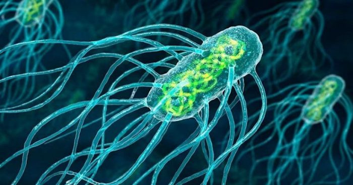 Investigadores desarrollan terapia contra el cáncer con bacterias de Salmonella Investigadores desarrollan terapia contra el cáncer con bacterias de Salmonella
