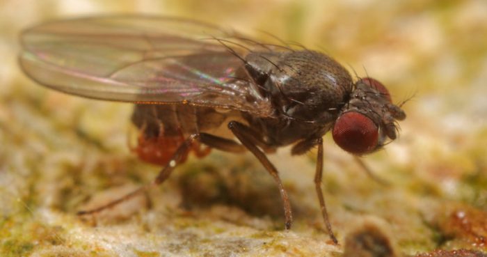 Reveladora investigación chilena muestra cómo insectos evolucionan ante el cambio climático Reveladora investigación chilena muestra cómo insectos evolucionan ante el cambio climático
