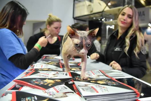 Las grandes novedades y tendencias de la Expo Mascotas & Animales 2019 Las grandes novedades y tendencias de la Expo Mascotas & Animales 2019