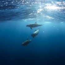 El problema del impacto del ruido submarino en la fauna marina