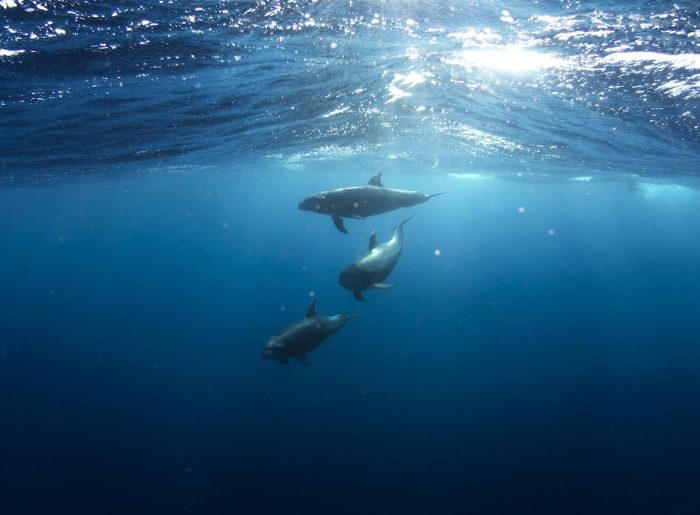 El problema del impacto del ruido submarino en la fauna marina El problema del impacto del ruido submarino en la fauna marina