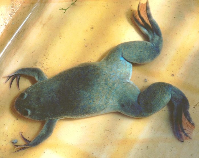 Pérdida de biodiversidad: la plaga africana que arrasa con los anfibios chilenos Pérdida de biodiversidad: la plaga africana que arrasa con los anfibios chilenos
