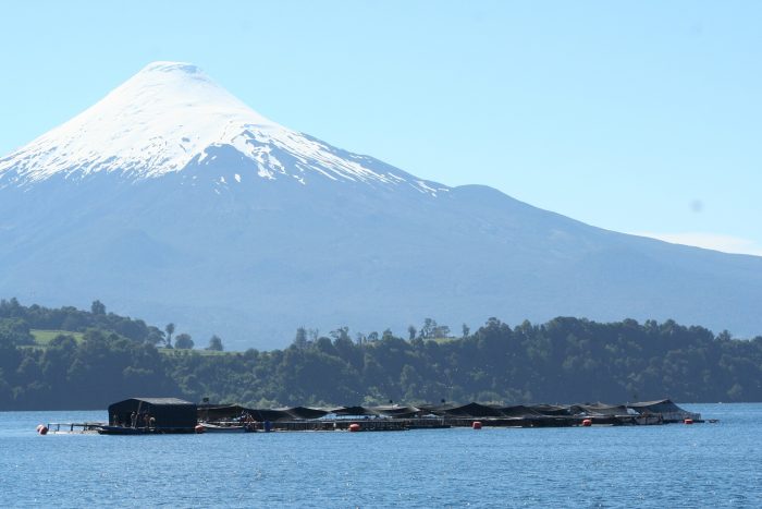 Llaman a terminar definivamente con la salmonicultura en los lagos del sur de Chile Llaman a terminar definivamente con la salmonicultura en los lagos del sur de Chile
