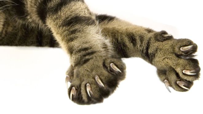 Garras de gato: ¿por qué los estadounidenses las amputan? Garras de gato: ¿por qué los estadounidenses las amputan?