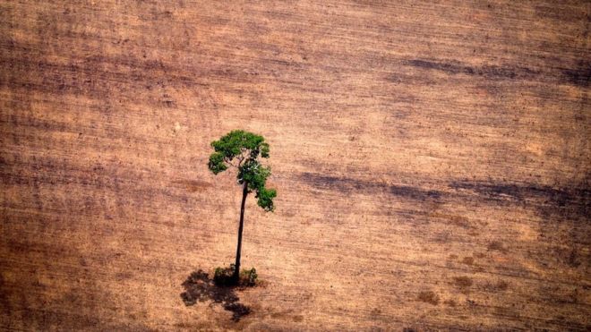 El estudio que muestra que las plantas se están extinguiendo dos veces más rápido que el resto de las especies El estudio que muestra que las plantas se están extinguiendo dos veces más rápido que el resto de las especies