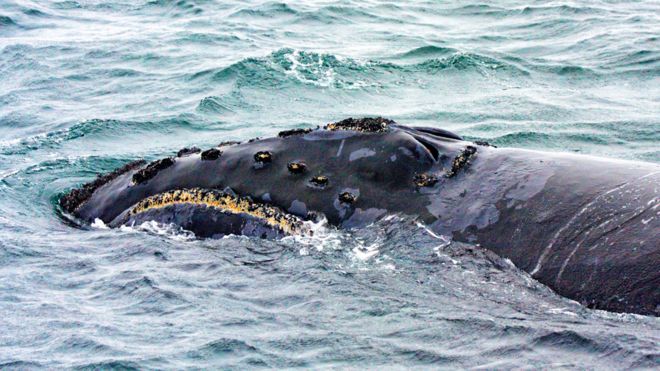 Científicos graban por primera vez el canto de una de las ballenas más desconocidas del planeta Científicos graban por primera vez el canto de una de las ballenas más desconocidas del planeta