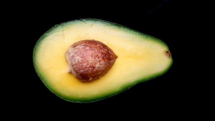 Semilla de palta: la materia prima para el sustituto de las bombillas de plástico Semilla de palta: la materia prima para el sustituto de las bombillas de plástico