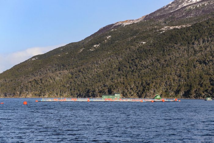 Denuncian millonarios beneficios estatales a empresa salmonera: “Nova Austral se expande y contamina a costa de todos los chilenos” Denuncian millonarios beneficios estatales a empresa salmonera: “Nova Austral se expande y contamina a costa de todos los chilenos”