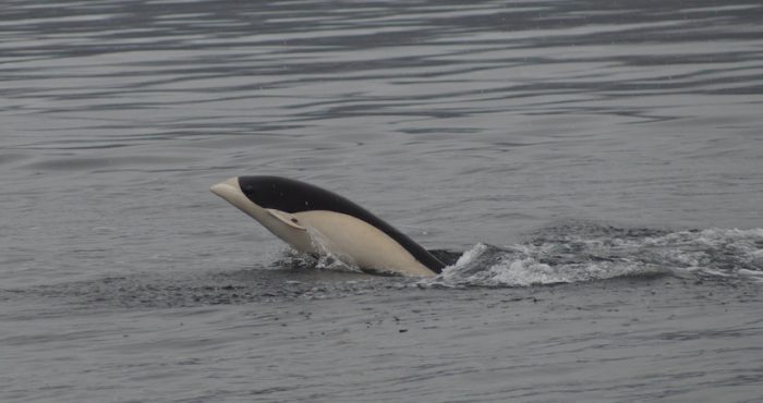 Por primera vez se logra fotografiar un delfín liso en el Estrecho de Magallanes
