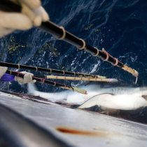 Informe internacional: el mar se queda sin tiburones