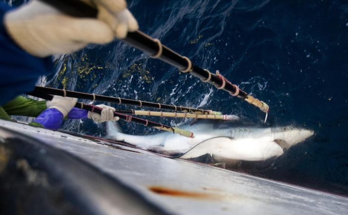 Informe internacional: el mar se queda sin tiburones Informe internacional: el mar se queda sin tiburones