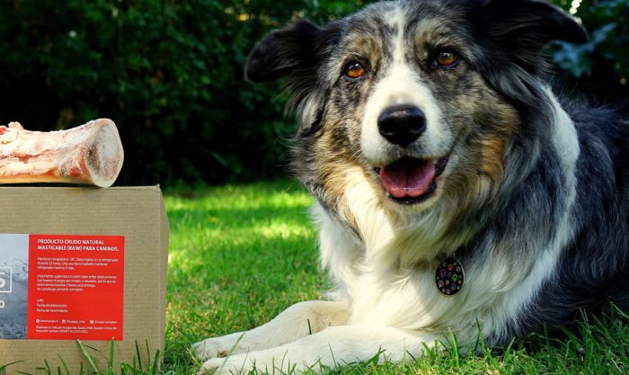 Alimentación cruda para perros: ¿es recomendable? Alimentación cruda para perros: ¿es recomendable?