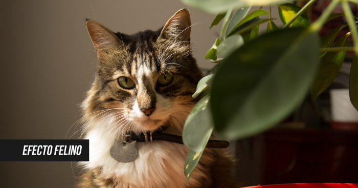 «Efecto felino», el primer corto de OpinaDocs, la nueva plataforma para el documental en El Mostrador «Efecto felino», el primer corto de OpinaDocs, la nueva plataforma para el documental en El Mostrador