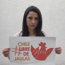 #ChileLibredeJaulas: la campaña que muestra el hacinamiento de las gallinas