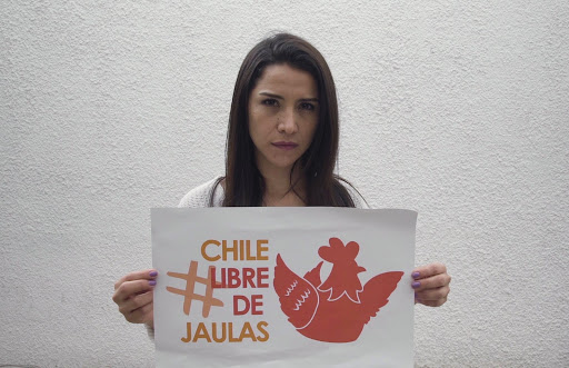 #ChileLibredeJaulas: la campaña que muestra el hacinamiento de las gallinas #ChileLibredeJaulas: la campaña que muestra el hacinamiento de las gallinas