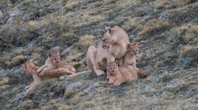 Fotógrafo capta a una mamá puma cuidando de sus cuatro crías en la Patagonia chilena Fotógrafo capta a una mamá puma cuidando de sus cuatro crías en la Patagonia chilena