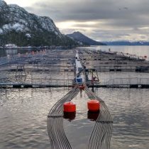 Salmon Leaks: ¿Dónde está la Salmonicultura 2.0?