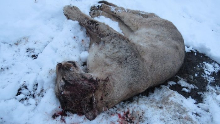 Encuentran puma asesinado en el Parque Nacional Torres del Paine Encuentran puma asesinado en el Parque Nacional Torres del Paine