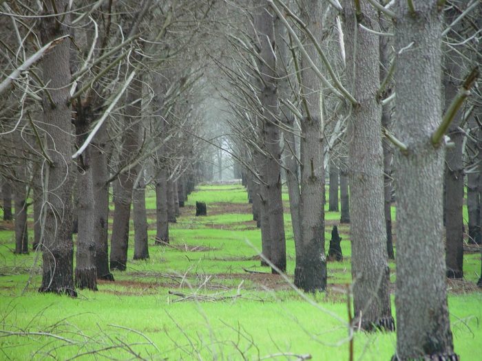 Plantaciones forestales, cambio climático y la restauración de ecosistemas: el falso discurso Plantaciones forestales, cambio climático y la restauración de ecosistemas: el falso discurso