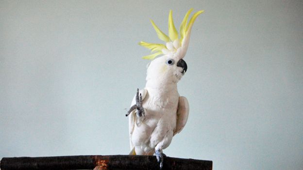 “Snowball”, la cacatúa bailarina que improvisa al ritmo de la música