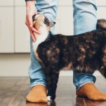 Cómo acariciar a un gato, según la ciencia (y cómo saber si de verdad lo disfruta)