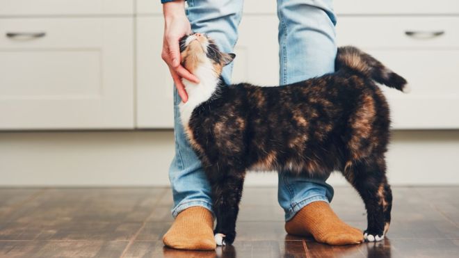 Cómo acariciar a un gato, según la ciencia (y cómo saber si de verdad lo disfruta) Cómo acariciar a un gato, según la ciencia (y cómo saber si de verdad lo disfruta)