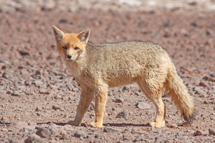 Investigación asegura que zorros culpeo estarían comiendo plástico y vidrio Investigación asegura que zorros culpeo estarían comiendo plástico y vidrio