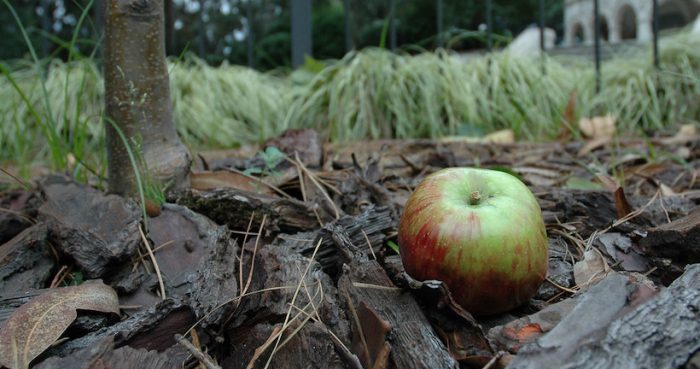 Teoría de los Camaleones: el nuevo modelo alternativo para explicar cómo funciona la gravedad Teoría de los Camaleones: el nuevo modelo alternativo para explicar cómo funciona la gravedad